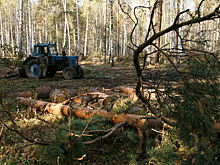 Как отличить валежник от деловой древесины – комментарий министра