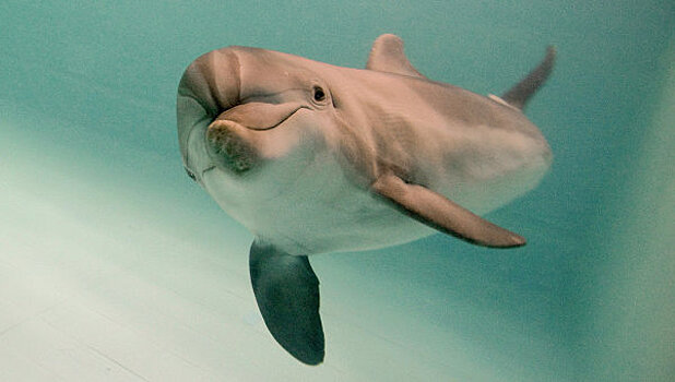 В водах Янцзы нашли считавшегося вымершим китайского дельфина