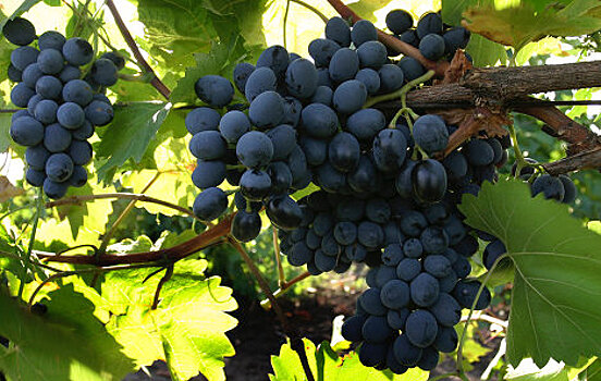 Сезон уборки винограда в Молдове затянется: какой урожай ждет страну