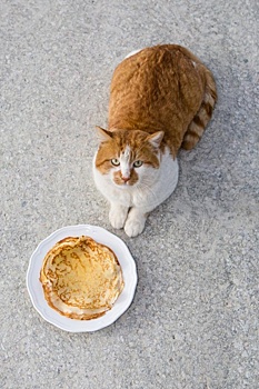 «Хороший праздник, но полнит». Крымский кот Мостик садится на диету