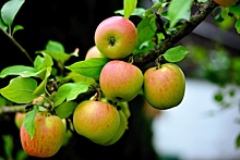 На Ставрополье собрали рекордный для региона урожай яблок