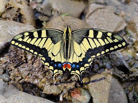В «Шушенском бору» сфотографировали одну из самых красивых бабочек