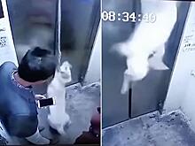Беспечные жильцы не стали помогать псу, повисшему на поводке в лифте