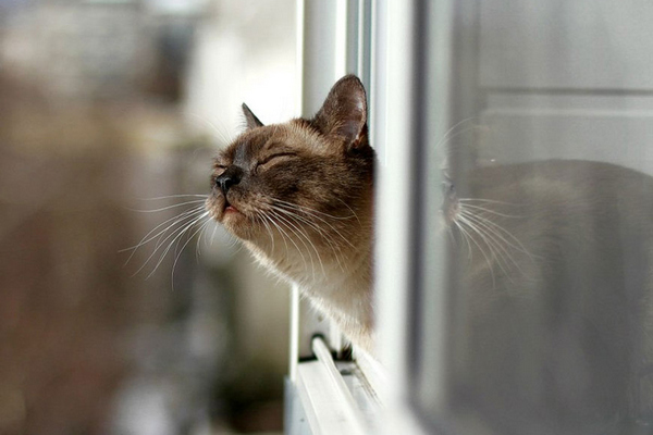 Весной тают все преграды и расцветают желания. Представляем прогноз на 27 апреля в Брянске