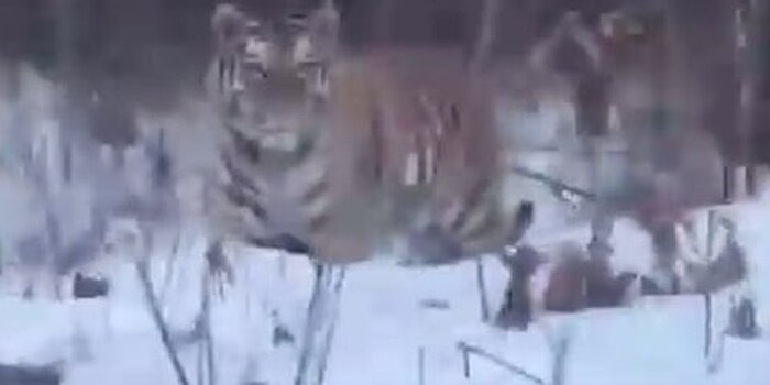 Очевидцы сняли видео с тигром, сопровождавшим машину под Хабаровском