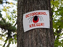 Количество пострадавших от клещей выросло в полтора раза