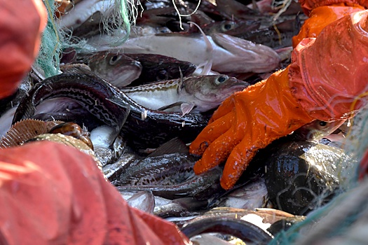 В Росрыболовстве ответили на претензии стран Балтии к России по вылову рыбы