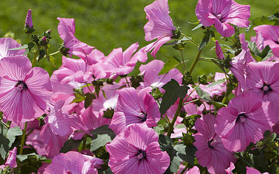 Прекрасная лаватера: разнообразие и выращивание в саду