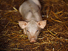 Cъевшую арестованного за долги поросенка освободили от наказания