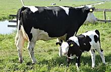 Коровье молоко оказалось «зеленее» соевого заменителя
