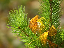 Летняя жара вернется в Кузбасс в последние выходные сентября