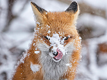 Не кормить и не гладить: что делать, если встретили лису