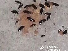Тараканы атаковали многоэтажный жилой дом в Дзержинске