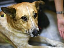 Собак попросили усыпить из-за коронавируса