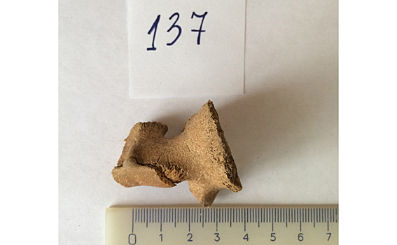 Древние овцы оказались мощнее современных потомков