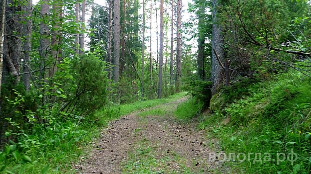 Космический мониторинг будет осуществляться в более 90 % лесов Вологодской области