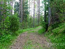 Два человека заблудились в лесах области за последние сутки