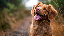 Ученые считают, что впервые собаки могли быть одомашнены поселенцами в Сибири