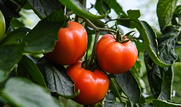 Как безопасно ускорить созревание томатов, рассказали волгоградцам