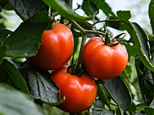 Как безопасно ускорить созревание томатов, рассказали волгоградцам