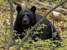 Медведица напала на пенсионерку