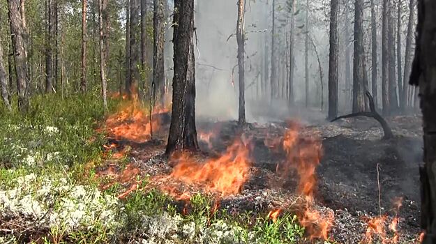 Площадь лесных пожаров в России за сутки выросла на 9,1 тыс. га