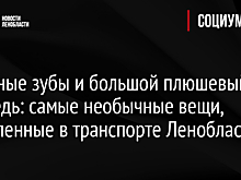 Вставные зубы и большой плюшевый медведь: самые необычные вещи, оставленные в транспорте Ленобласти