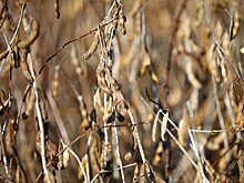 Минсельхоз Приморья озвучил потери урожая из-за ЧС