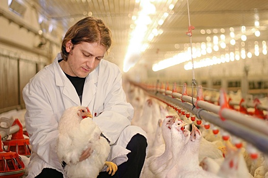 В Японии из-за птичьего гриппа уничтожают 450 тысяч кур