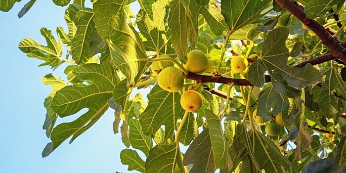 Сезон инжира начался в Азербайджане