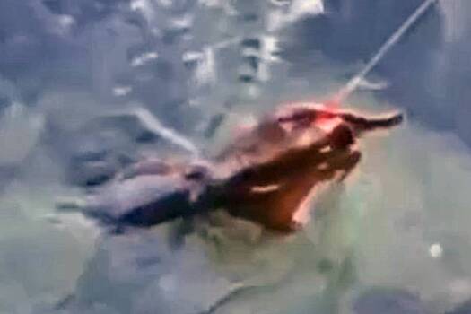 Огромного осьминога поймали на набережной в российском городе