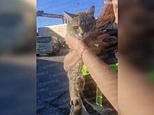 Кот из Ленобласти случайно уплыл в Балтийск в контейнере грузового судна