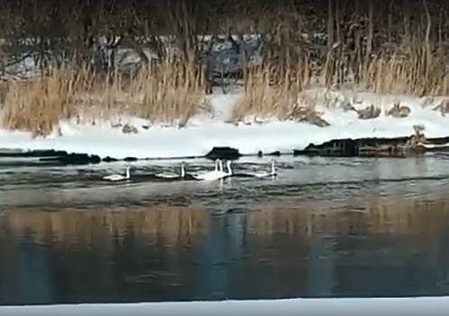 Шестерых лебедей увидели на Пьяне в Нижегородской области
