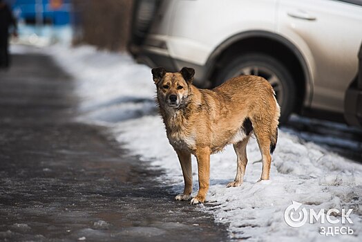 За помощь животным омичам будут давать вино