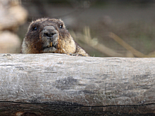 В российском регионе запретили есть сурков из-за смертельного заболевания