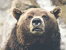 Напавшую на мужчину медведицу уличили в расправе над профессором вуза