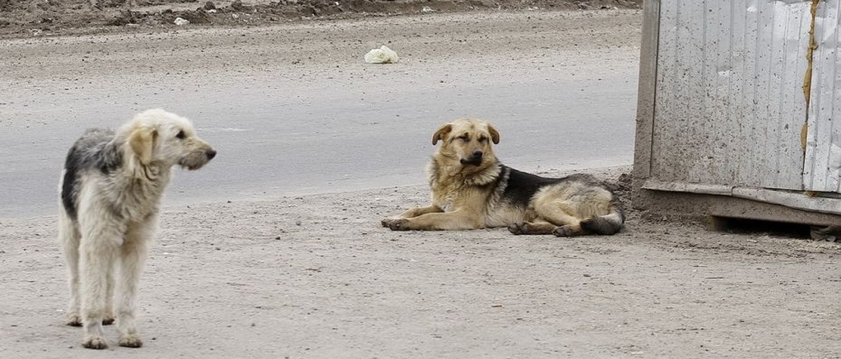 В Комсомольске-на-Амуре отловили 1226 бездомных животных