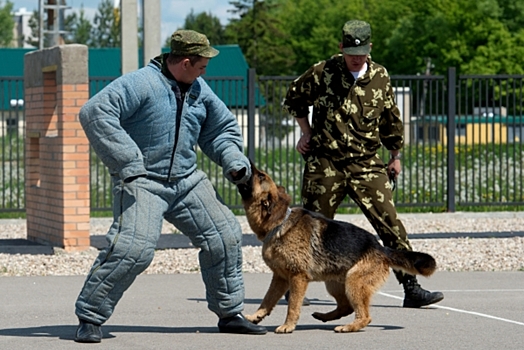 Собака помогла задержать педофила в Санкт-Петербурге