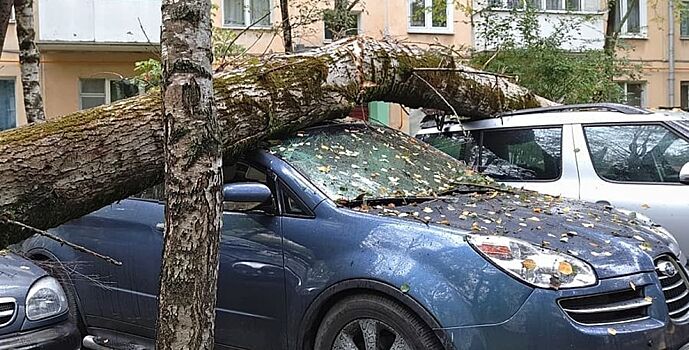 В Ростове пять машин разбило упавшее дерево