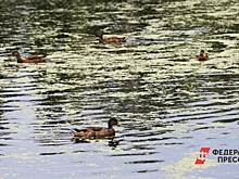 Нижегородский эколог высказался о причинах массовой гибели птиц на озере Вторчермет