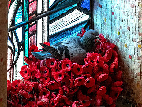 В Австралии вандал воровал цветы с могилы неизвестного солдата…