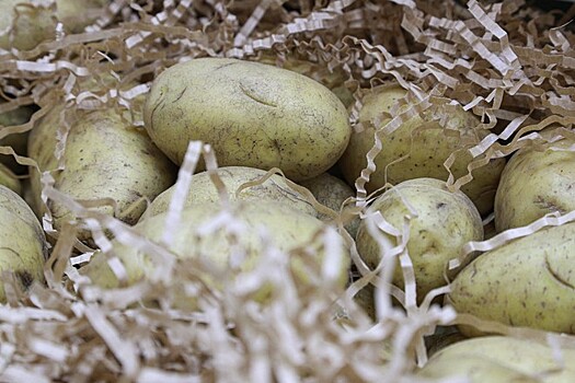 В Волгограде опровергли выдачу ученикам сухпайков с гнилой картошкой