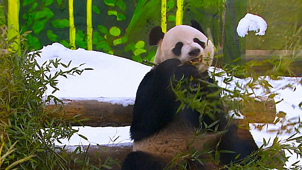 Панд из Московского зоопарка поздравили с китайским Новым годом