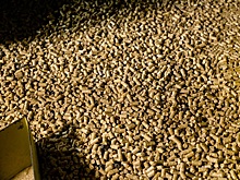 Комбикорм из несортового картофеля запатентовали в Казахстане