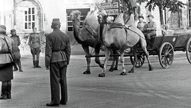 Как боевые верблюды Мишка и Машка дошли до Берлина