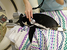 Нервный пингвин из Красноярска приехал лечиться в Новосибирск