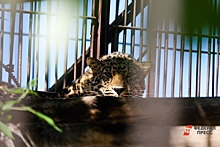 Запрет «Слова пацана» и сбежавший леопард: главные события в регионах за неделю