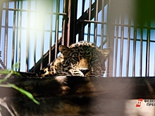 Запрет «Слова пацана» и сбежавший леопард: главные события в регионах за неделю