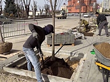 В центре Волгограда высаживают кленовую аллею