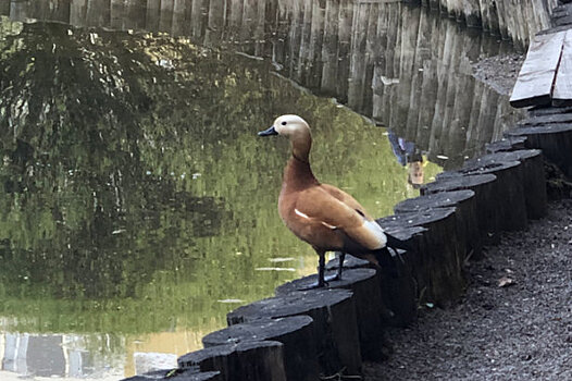 На Дунькином пруду можно наблюдать за парой огарей